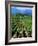 Vineyard, Calistoga, Napa Valley, California-John Alves-Framed Photographic Print