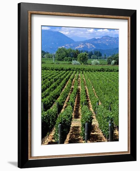 Vineyard, Calistoga, Napa Valley, California-John Alves-Framed Photographic Print