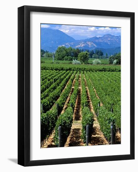 Vineyard, Calistoga, Napa Valley, California-John Alves-Framed Photographic Print