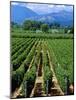 Vineyard, Calistoga, Napa Valley, California-John Alves-Mounted Photographic Print