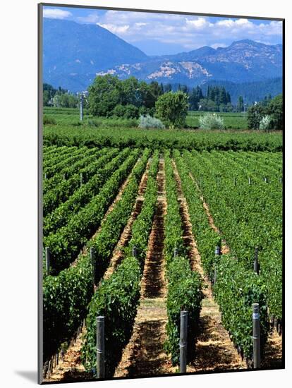 Vineyard, Calistoga, Napa Valley, California-John Alves-Mounted Photographic Print