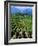 Vineyard, Calistoga, Napa Valley, California-John Alves-Framed Photographic Print