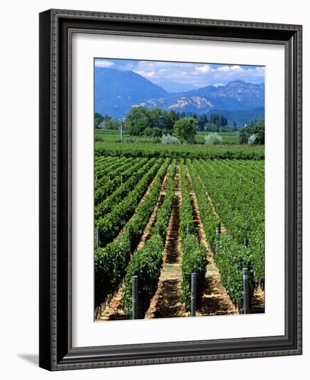 Vineyard, Calistoga, Napa Valley, California-John Alves-Framed Photographic Print