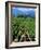 Vineyard, Calistoga, Napa Valley, California-John Alves-Framed Photographic Print