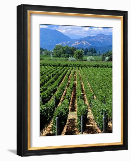 Vineyard, Calistoga, Napa Valley, California-John Alves-Framed Photographic Print