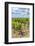 Vineyard, Chateauneuf du Pape, France-Jim Engelbrecht-Framed Photographic Print