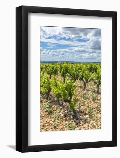 Vineyard, Chateauneuf du Pape, France-Jim Engelbrecht-Framed Photographic Print