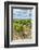 Vineyard, Chateauneuf du Pape, France-Jim Engelbrecht-Framed Photographic Print