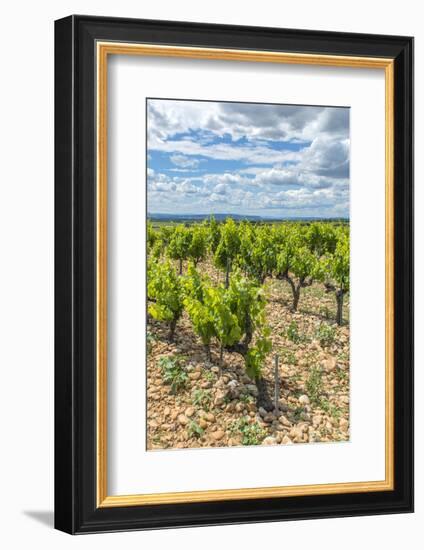 Vineyard, Chateauneuf du Pape, France-Jim Engelbrecht-Framed Photographic Print