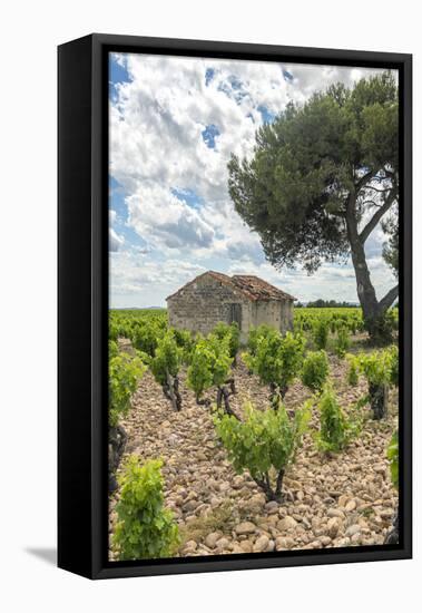 Vineyard, Chateauneuf du Pape, France-Jim Engelbrecht-Framed Premier Image Canvas