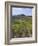 Vineyard, Chianti, Italy-Rob Tilley-Framed Photographic Print