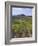 Vineyard, Chianti, Italy-Rob Tilley-Framed Photographic Print