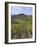 Vineyard, Chianti, Italy-Rob Tilley-Framed Photographic Print