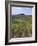 Vineyard, Chianti, Italy-Rob Tilley-Framed Photographic Print