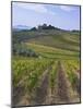 Vineyard, Chianti, Italy-Rob Tilley-Mounted Photographic Print