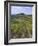 Vineyard, Chianti, Italy-Rob Tilley-Framed Photographic Print