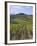 Vineyard, Chianti, Italy-Rob Tilley-Framed Photographic Print