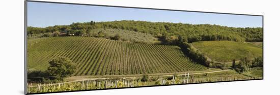 Vineyard, Chianti Region, Radda in Chianti, Siena Province, Tuscany, Italy-null-Mounted Photographic Print