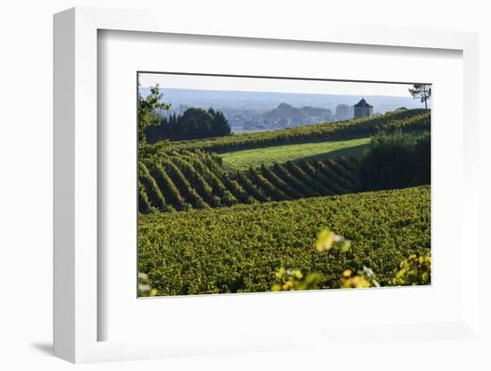 Vineyard, Chinon, Indre Et Loire, Centre, France, Europe-Nathalie Cuvelier-Framed Photographic Print