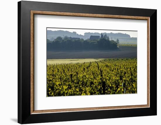 Vineyard, Chinon, Indre et Loire, France, Europe-Nathalie Cuvelier-Framed Photographic Print