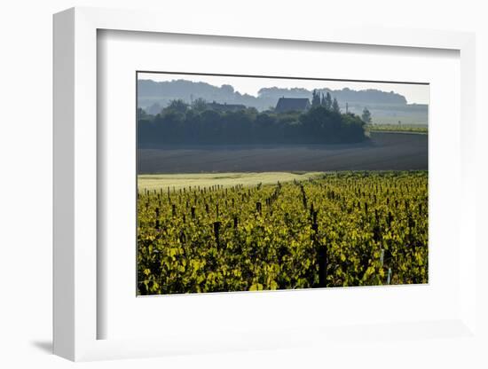 Vineyard, Chinon, Indre et Loire, France, Europe-Nathalie Cuvelier-Framed Photographic Print