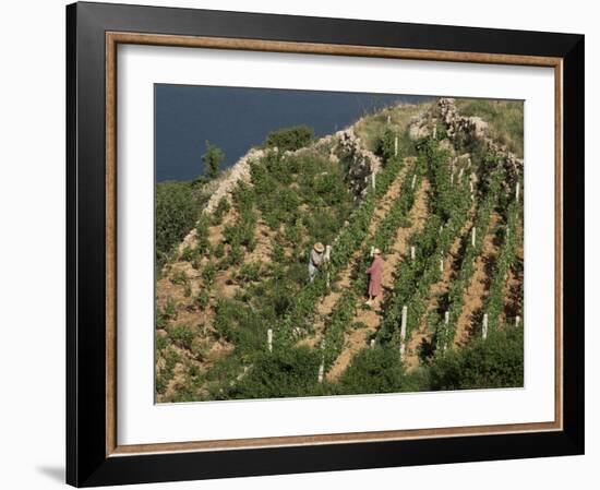 Vineyard, Dalmatian Coast, Croatia-Charles Bowman-Framed Photographic Print