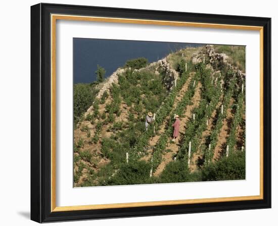 Vineyard, Dalmatian Coast, Croatia-Charles Bowman-Framed Photographic Print