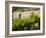 Vineyard Detail, Assos, Kefalonia, Ionian Islands, Greece-Walter Bibikow-Framed Photographic Print