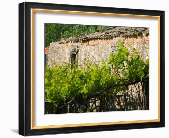 Vineyard Detail, Assos, Kefalonia, Ionian Islands, Greece-Walter Bibikow-Framed Photographic Print