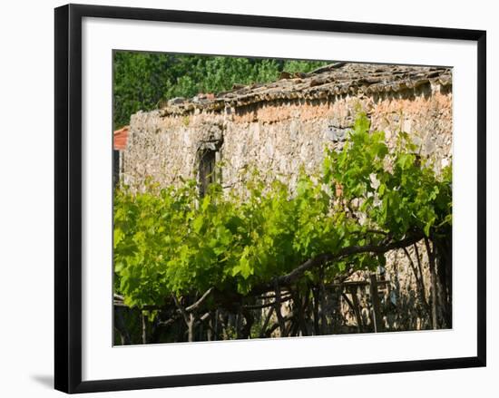 Vineyard Detail, Assos, Kefalonia, Ionian Islands, Greece-Walter Bibikow-Framed Photographic Print