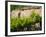 Vineyard Detail, Assos, Kefalonia, Ionian Islands, Greece-Walter Bibikow-Framed Photographic Print