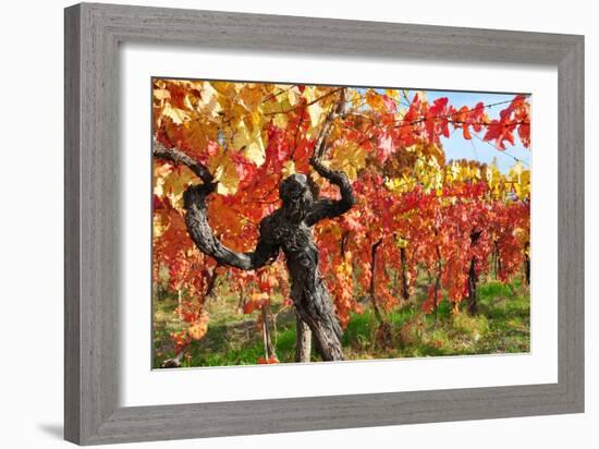 Vineyard Fall Colors-Lantern Press-Framed Art Print
