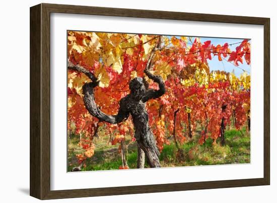 Vineyard Fall Colors-Lantern Press-Framed Art Print