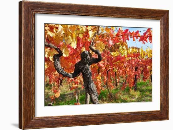 Vineyard Fall Colors-Lantern Press-Framed Art Print