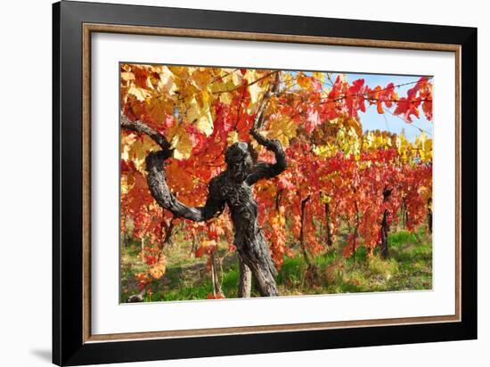 Vineyard Fall Colors-Lantern Press-Framed Art Print