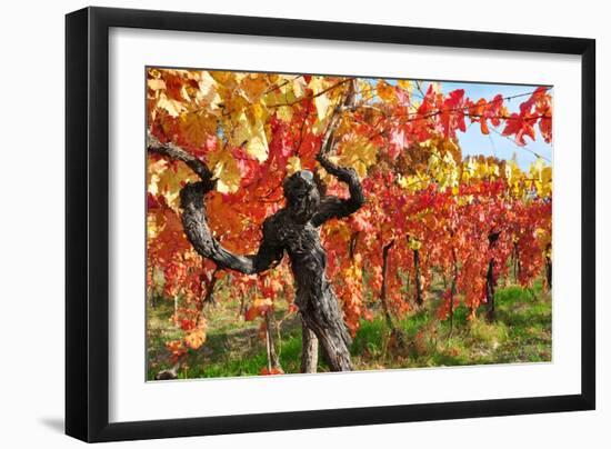 Vineyard Fall Colors-Lantern Press-Framed Art Print