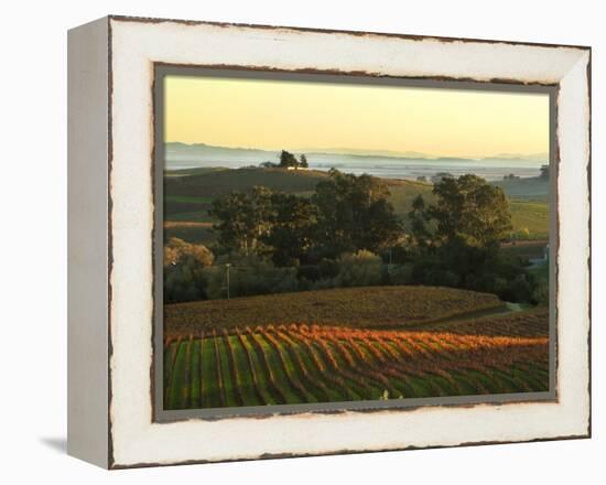 Vineyard from Artesa Winery, Los Carneros, Napa Valley, California-Janis Miglavs-Framed Premier Image Canvas