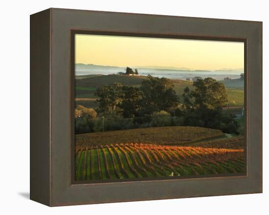 Vineyard from Artesa Winery, Los Carneros, Napa Valley, California-Janis Miglavs-Framed Premier Image Canvas