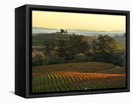 Vineyard from Artesa Winery, Los Carneros, Napa Valley, California-Janis Miglavs-Framed Premier Image Canvas