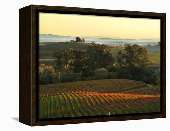 Vineyard from Artesa Winery, Los Carneros, Napa Valley, California-Janis Miglavs-Framed Premier Image Canvas