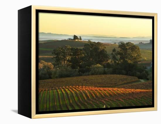 Vineyard from Artesa Winery, Los Carneros, Napa Valley, California-Janis Miglavs-Framed Premier Image Canvas