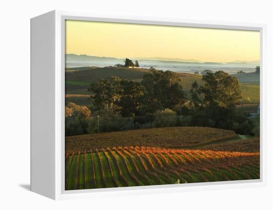 Vineyard from Artesa Winery, Los Carneros, Napa Valley, California-Janis Miglavs-Framed Premier Image Canvas
