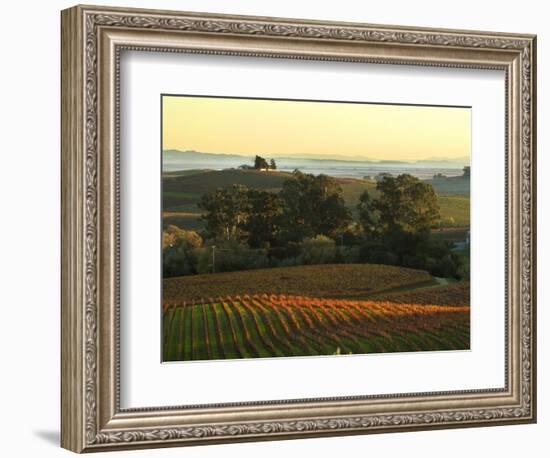 Vineyard from Artesa Winery, Los Carneros, Napa Valley, California-Janis Miglavs-Framed Photographic Print