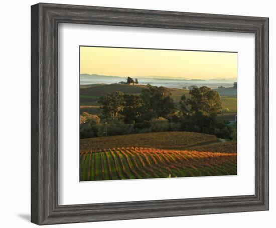 Vineyard from Artesa Winery, Los Carneros, Napa Valley, California-Janis Miglavs-Framed Photographic Print