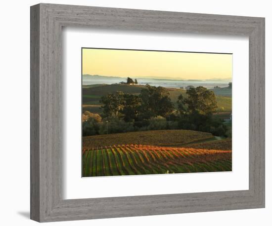 Vineyard from Artesa Winery, Los Carneros, Napa Valley, California-Janis Miglavs-Framed Photographic Print