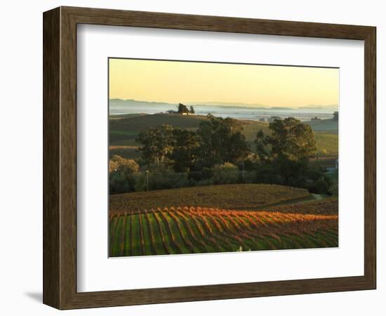 Vineyard from Artesa Winery, Los Carneros, Napa Valley, California-Janis Miglavs-Framed Photographic Print
