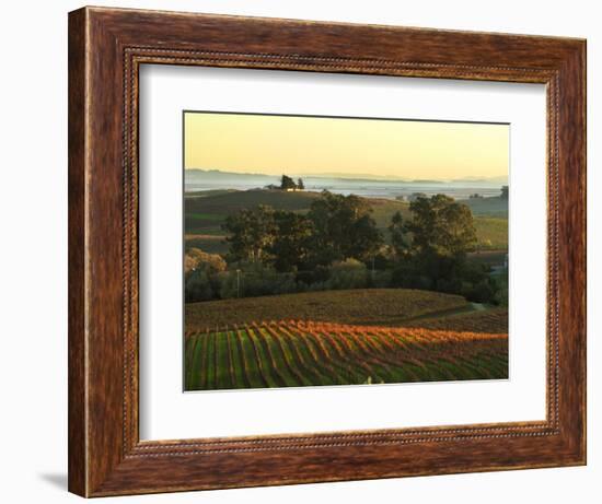 Vineyard from Artesa Winery, Los Carneros, Napa Valley, California-Janis Miglavs-Framed Photographic Print