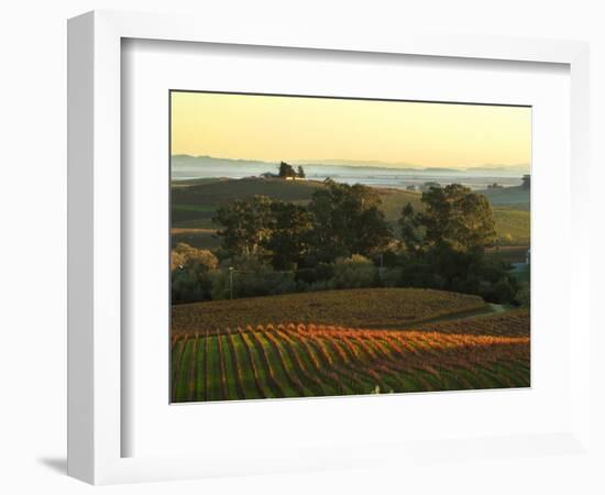 Vineyard from Artesa Winery, Los Carneros, Napa Valley, California-Janis Miglavs-Framed Photographic Print