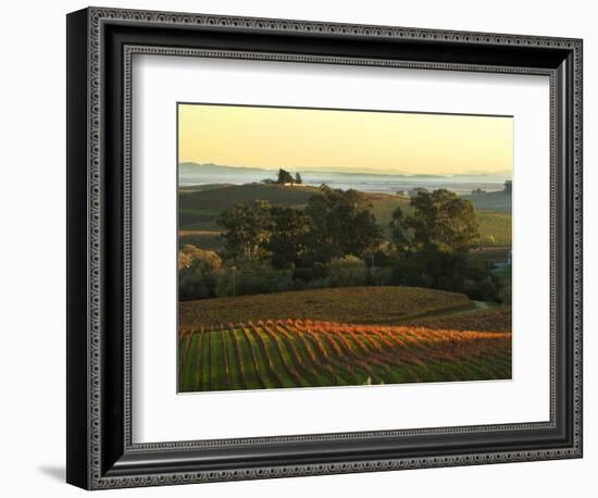 Vineyard from Artesa Winery, Los Carneros, Napa Valley, California-Janis Miglavs-Framed Photographic Print