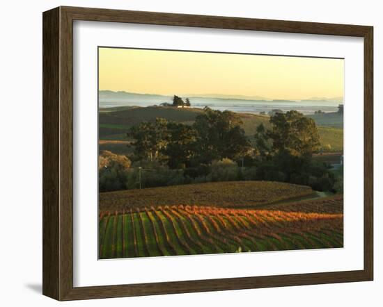 Vineyard from Artesa Winery, Los Carneros, Napa Valley, California-Janis Miglavs-Framed Photographic Print